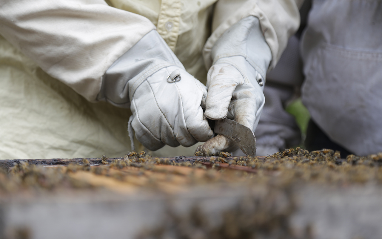 Granja porcícola contaminó acuíferos en Yucatán ONU Pie de Página