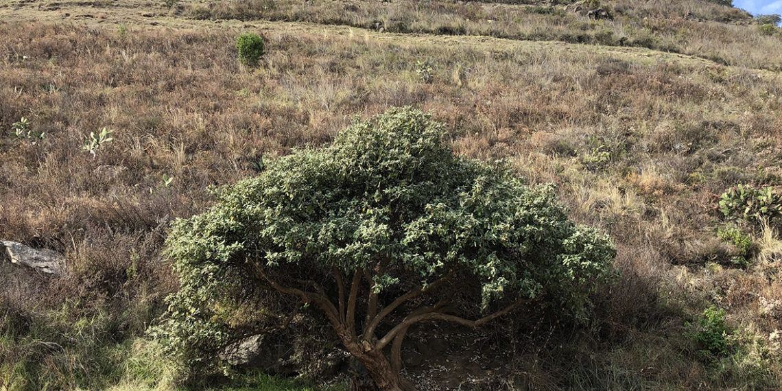 Zonas de conservación, las áreas verdes más olvidadas