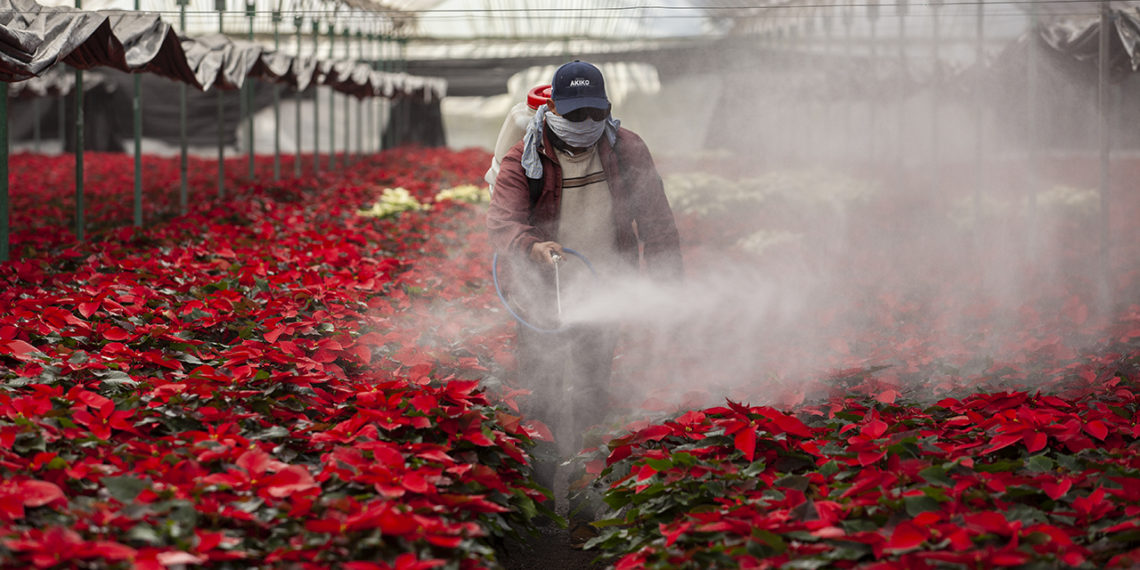 Nochebuena, la flor mexicana que Estados Unidos hipertecnificó