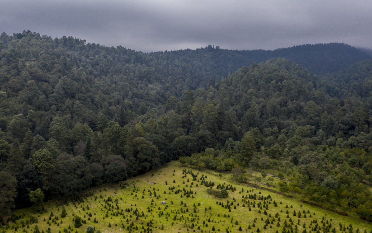 Vista aérea de una plantación de pinos en contraste con la vegetación natural del bosque en Amecameca, Estado de México. foto Duilio Rodríguez