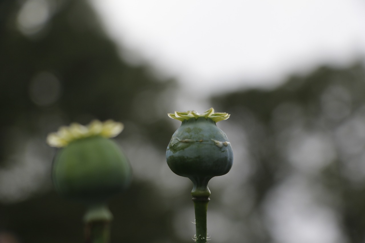 Amapola, la flor raptada por una desgracia - Gaceta UNAM