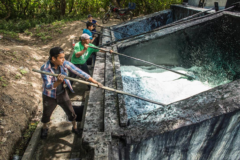 El Añil, “el oro azul” que produce Niltepec Oaxaca para el mundo - Pie de  Página