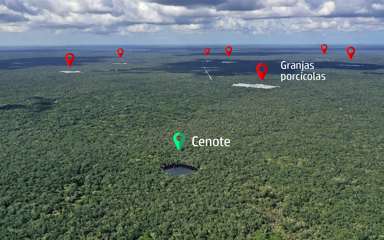 Granja porcícola contaminó acuíferos en Yucatán
