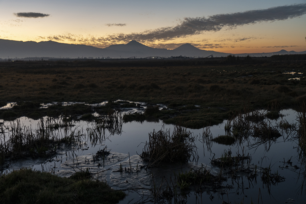 La Vida Que Regresa Al Lago De Texcoco Pie De P gina