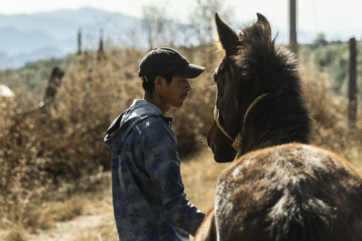 Por la mañana, después de cocechar, Silvino entrena un caballo que compró con el dinero ganado en una de las carreras.
Huisuchi, Chihuhua.